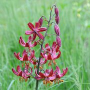 Claude Shride - inflorescence